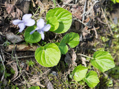 Viola epipsiloides