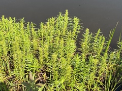 Dulichium arundinaceum