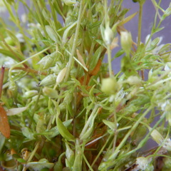 Stellaria crassifolia