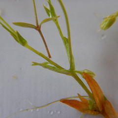 Stellaria crassifolia
