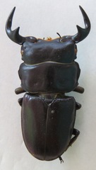 Dorcus antaeus antaeus