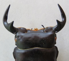 Dorcus antaeus antaeus