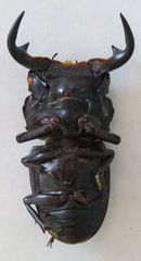 Dorcus antaeus antaeus