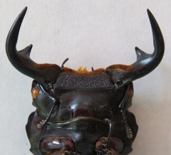 Dorcus antaeus antaeus