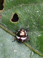 Menida violacea
