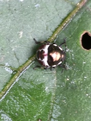 Menida violacea