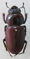 Dorcus antaeus antaeus