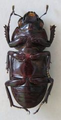 Dorcus antaeus antaeus