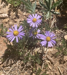 Erigeron pinnatisectus