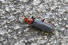 Podabrus conspiratus