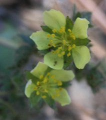Potentilla subviscosa