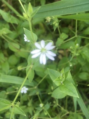 Stellaria nemorum