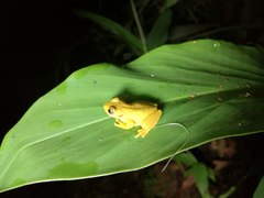 Dendropsophus columbianus