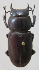 Dorcus