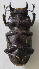 Dorcus