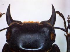 Dorcus