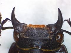 Dorcus