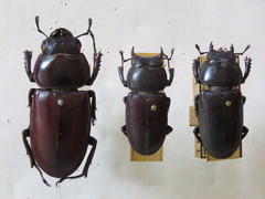 Dorcus