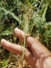 Agrostis hallii