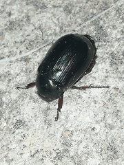 Paranomala cincta