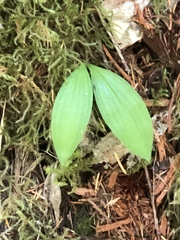 Clintonia uniflora