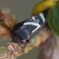 Cyrtolobus vanduzii