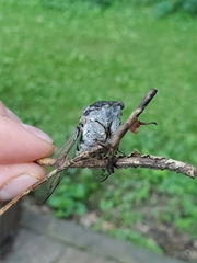 Neotibicen canicularis