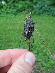 Neotibicen canicularis