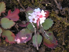 Micranthes eriophora