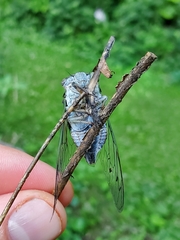 Neotibicen canicularis