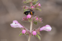 Cosmopepla conspicillaris