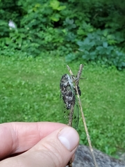 Neotibicen canicularis