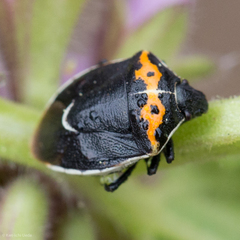 Cosmopepla conspicillaris