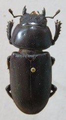 Dorcus