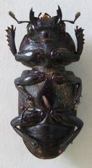 Dorcus