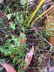 Platylobium triangulare