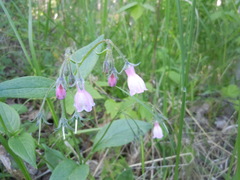 Mertensia paniculata paniculata