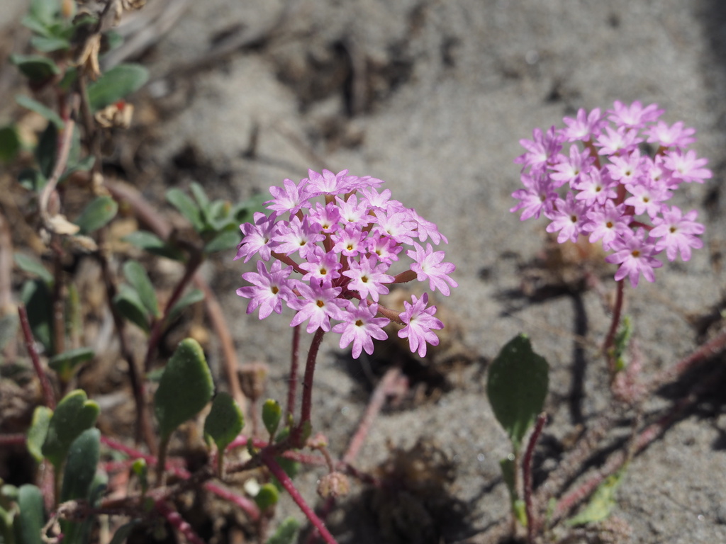 Abronia umbellata - Wikipedia