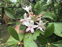 Rhododendron arborescens