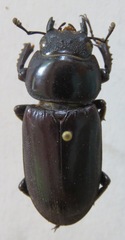 Dorcus