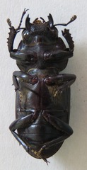 Dorcus