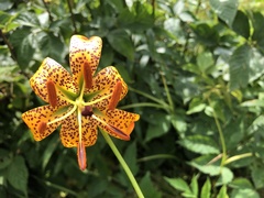 Lilium superbum