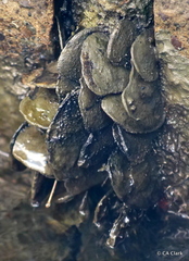 Isognomon alatus