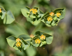 Euphorbia schizoloba