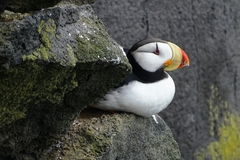 Fratercula corniculata