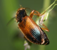 Diachromus germanus