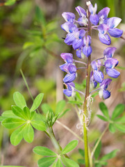 Lupinus nootkatensis