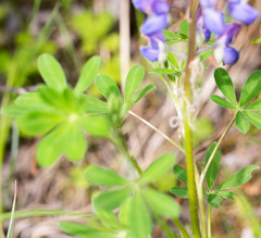Lupinus nootkatensis