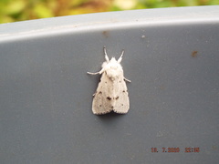 Acronicta vulpina