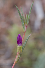 Clarkia purpurea